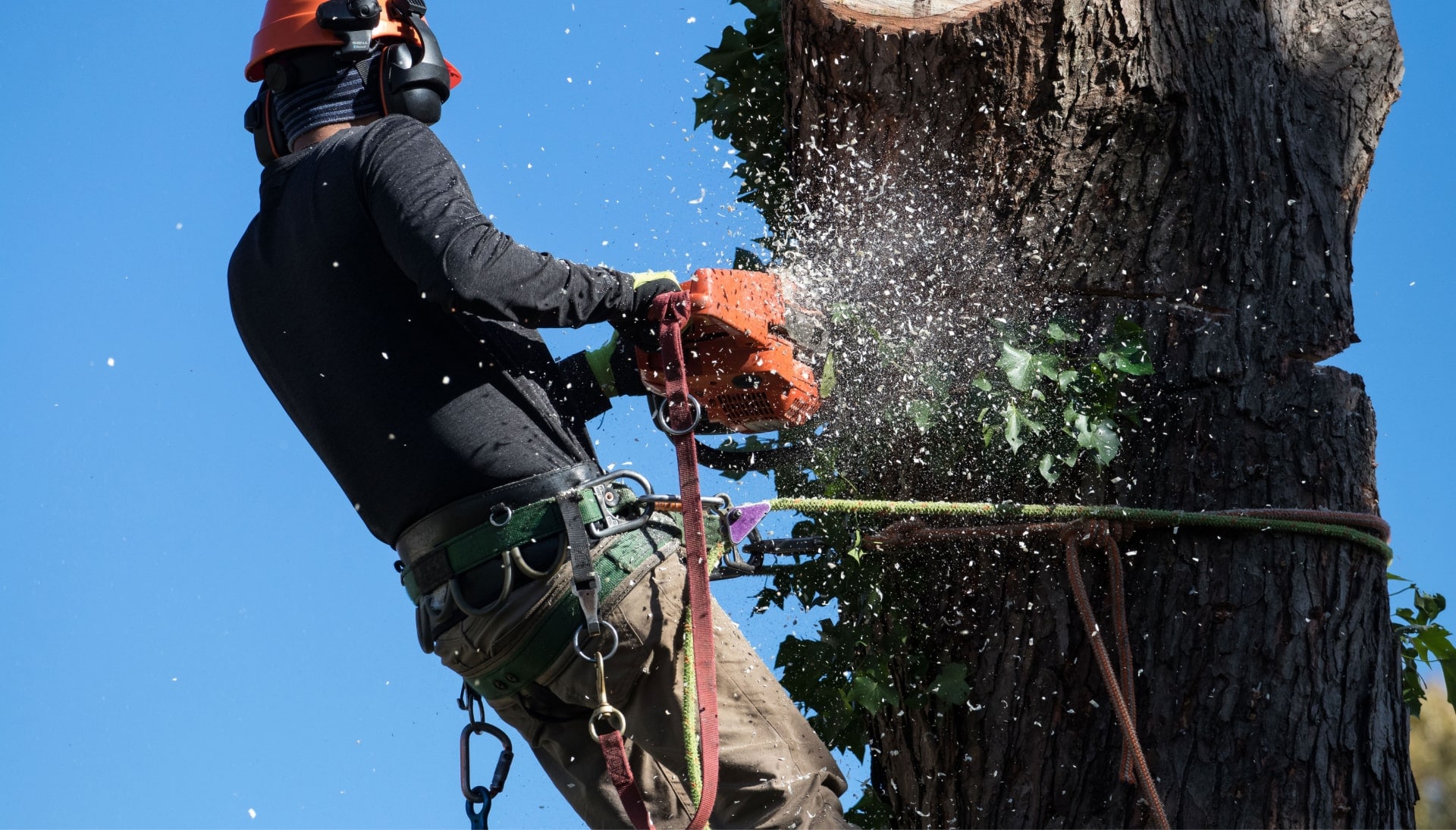 Professional Tree removal solutions in Kirkland